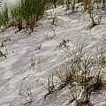 'Purple Sands of Pfeiffer'